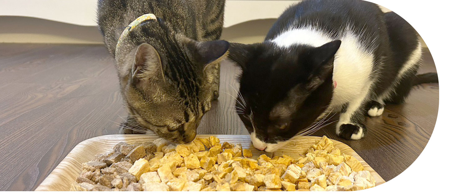 有兩隻貓正在吃裝在木盤的寵愛貓咪凍乾